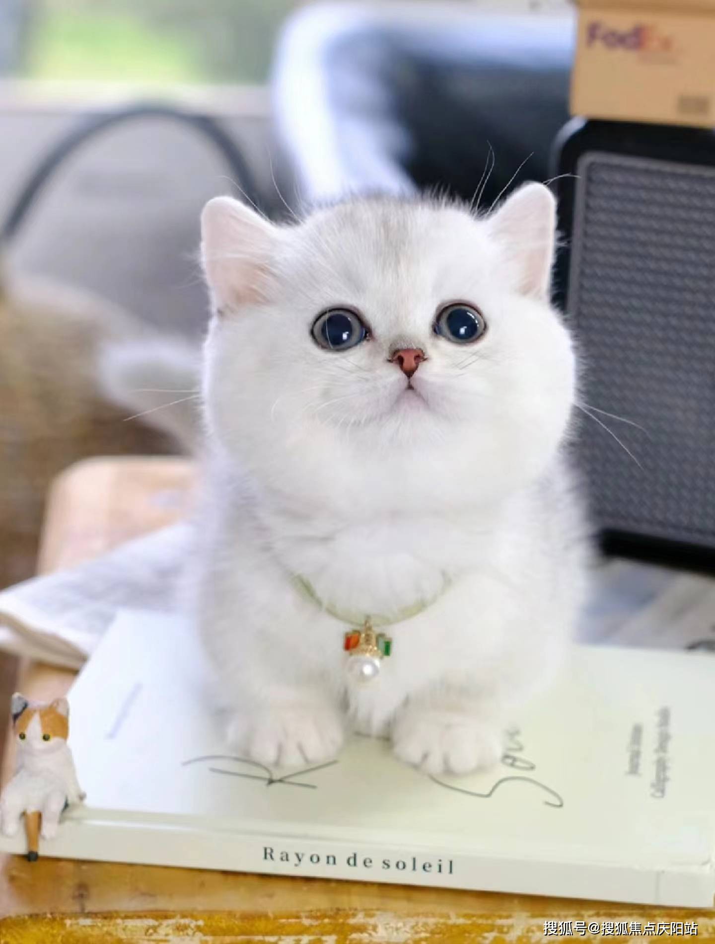 南昌买银渐层猫首页网站(南昌西湖区)买银渐层猫哪里比较安全(南昌