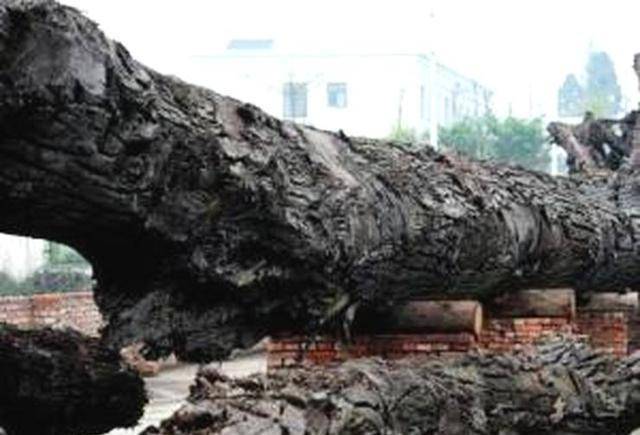 村民建房时挖出黑木头,专家鉴定称"中华之宝",价值上亿引纠纷