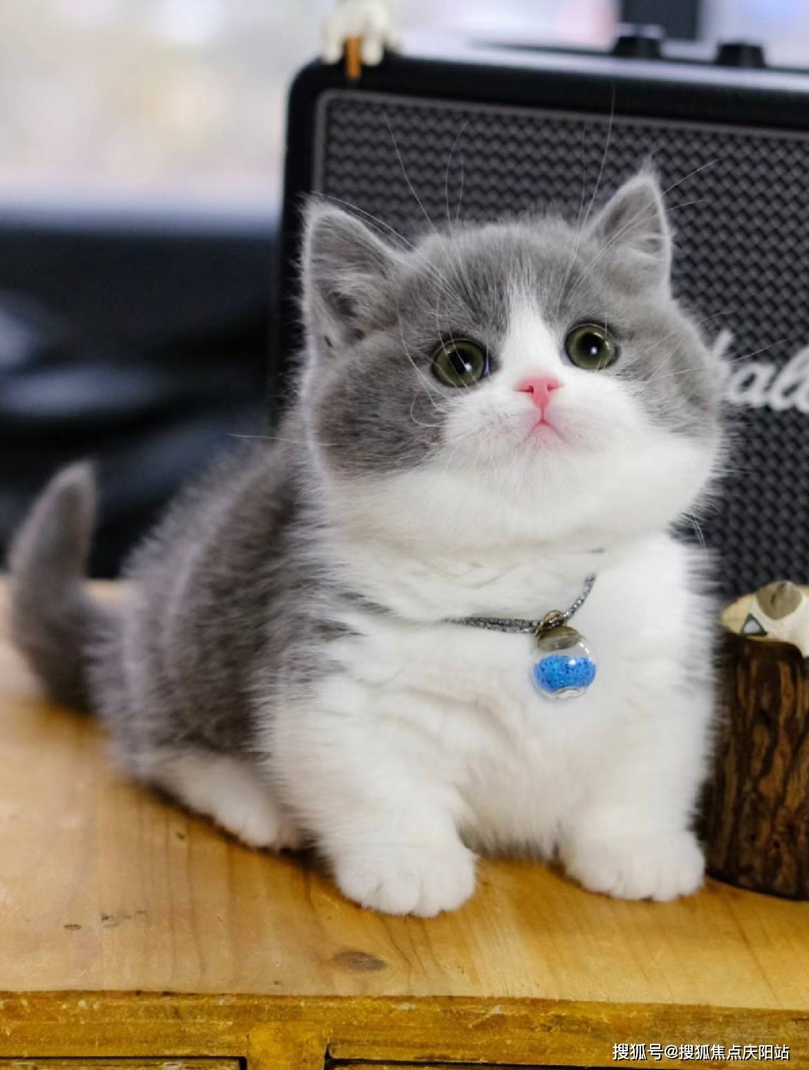 东莞买英短蓝白猫首页网站(东莞东城)哪里可以买到英短蓝白猫_福安_宠