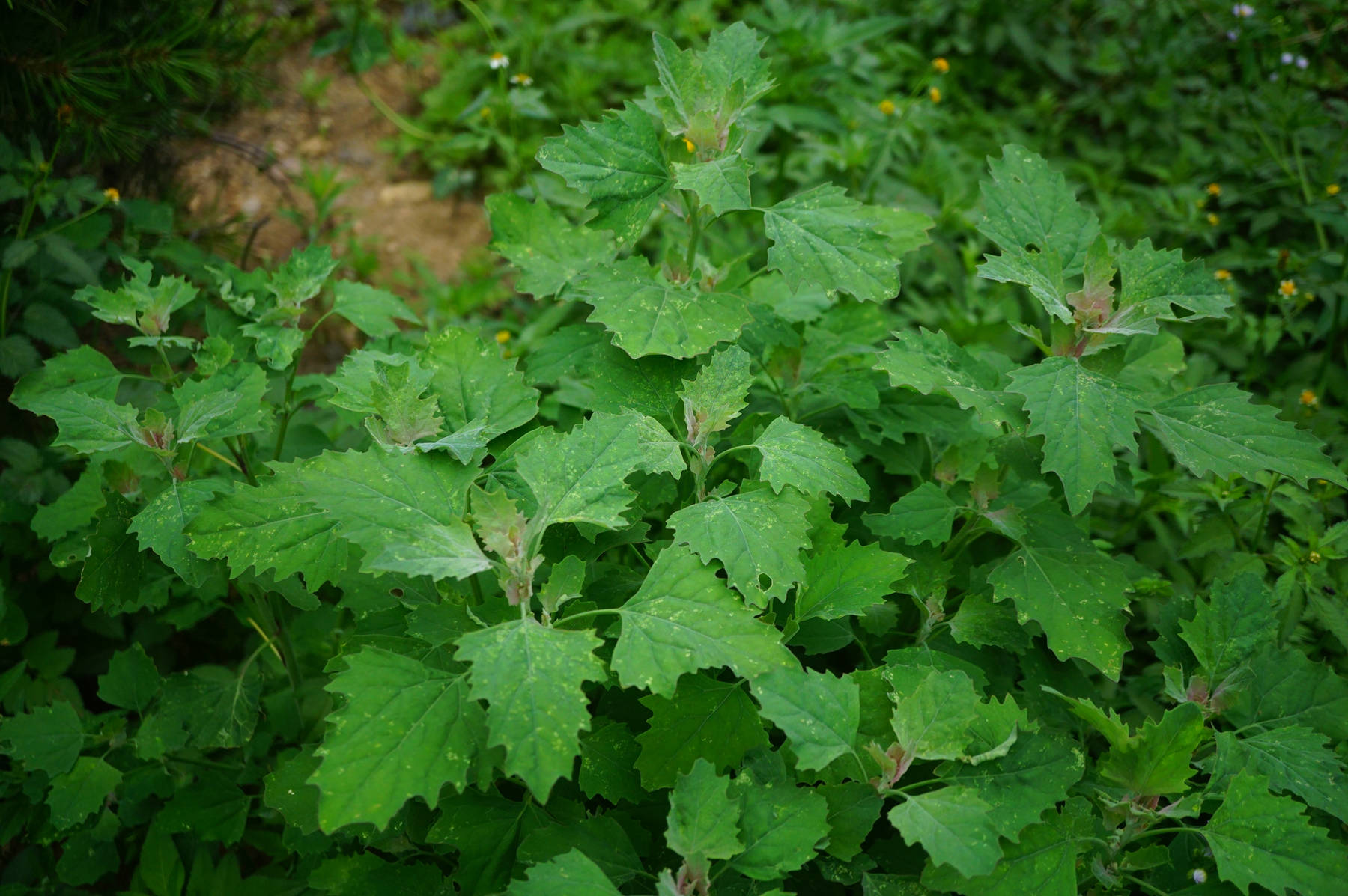 我见到的山东本土植物和园林栽培植物(431)藜