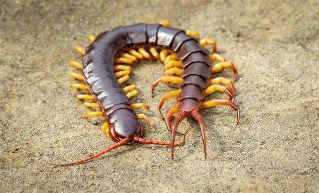 农村常见的这7种虫子,你害怕哪一种?最后一种可能会"危及生命"