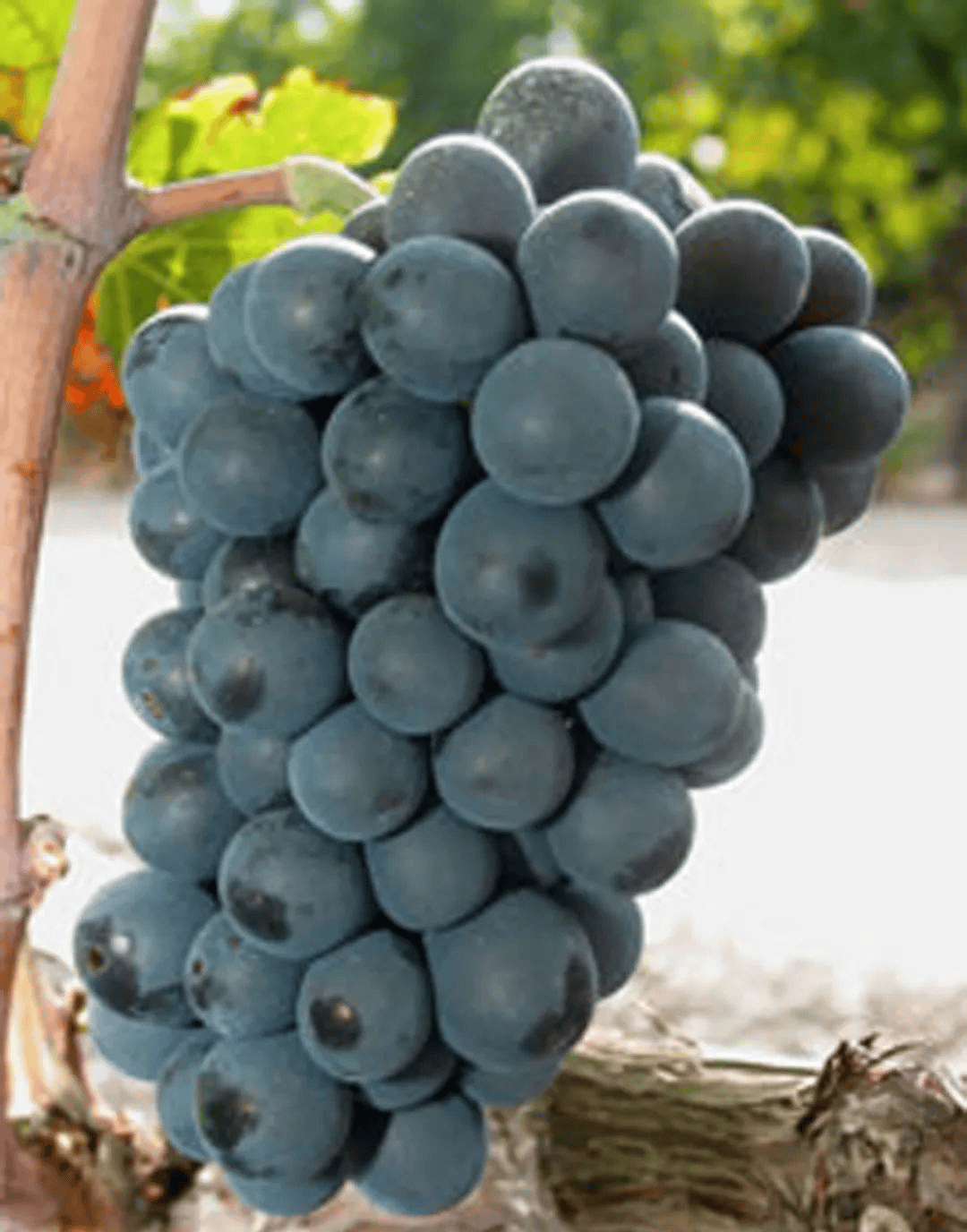 罗纳红葡萄酒的主要酿酒品种 —— 西拉