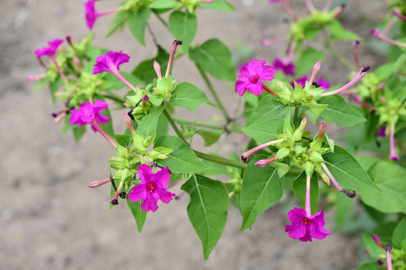 我见到的山东本土植物和园林栽培植物(462)紫茉莉