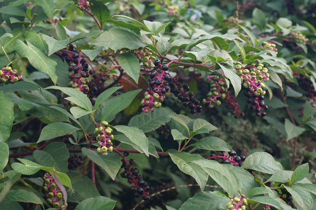 我见到的山东本土植物和园林栽培植物