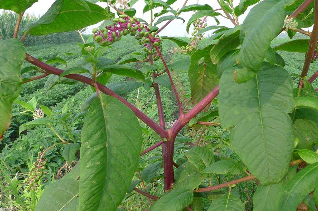 我见到的山东本土植物和园林栽培植物