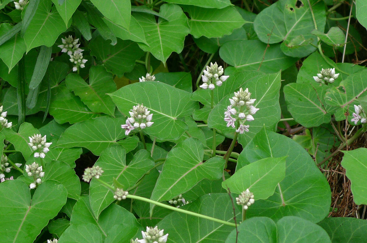 野生长藤植物图片图片