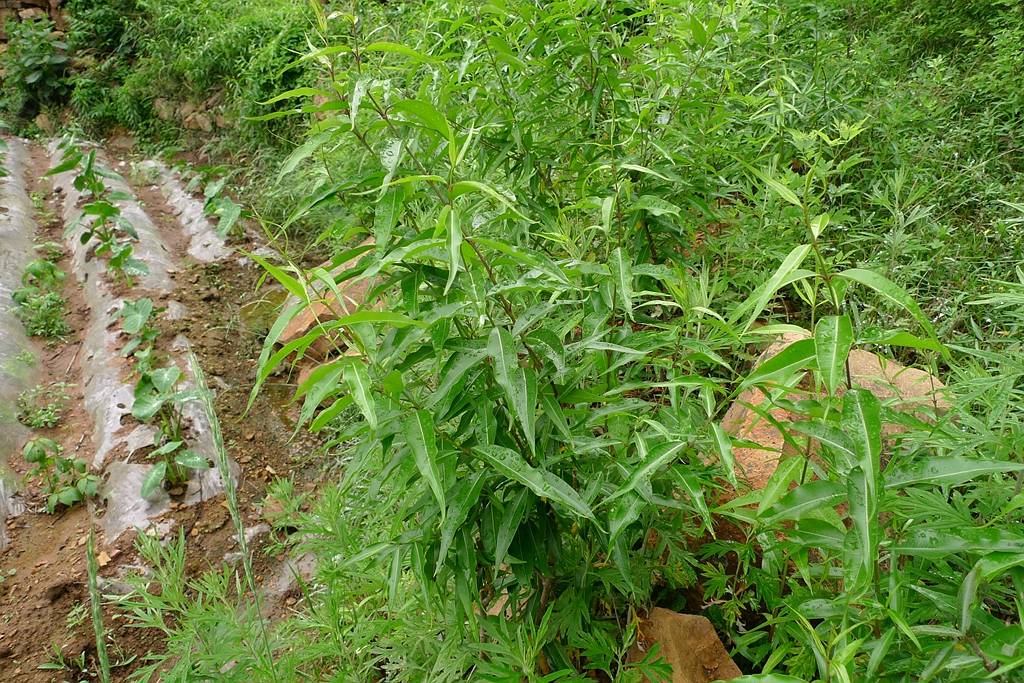 我见到的山东本土植物和园林栽培植物(477) 杠柳