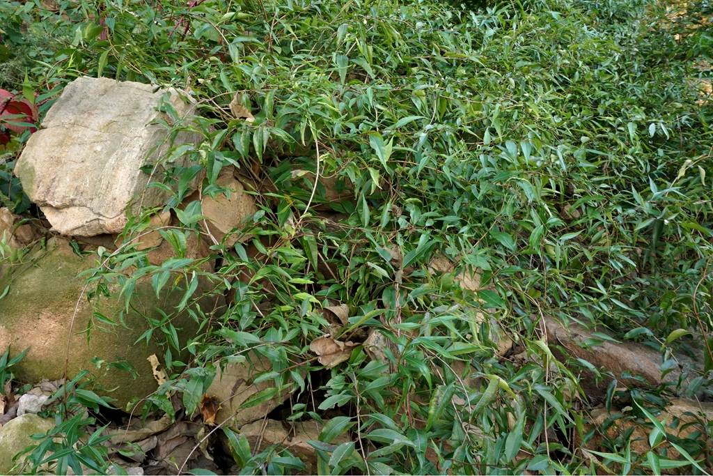 我见到的山东本土植物和园林栽培植物(477) 杠柳