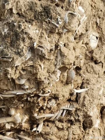 1400多年前的"万人坑",白骨累累见证战争残酷