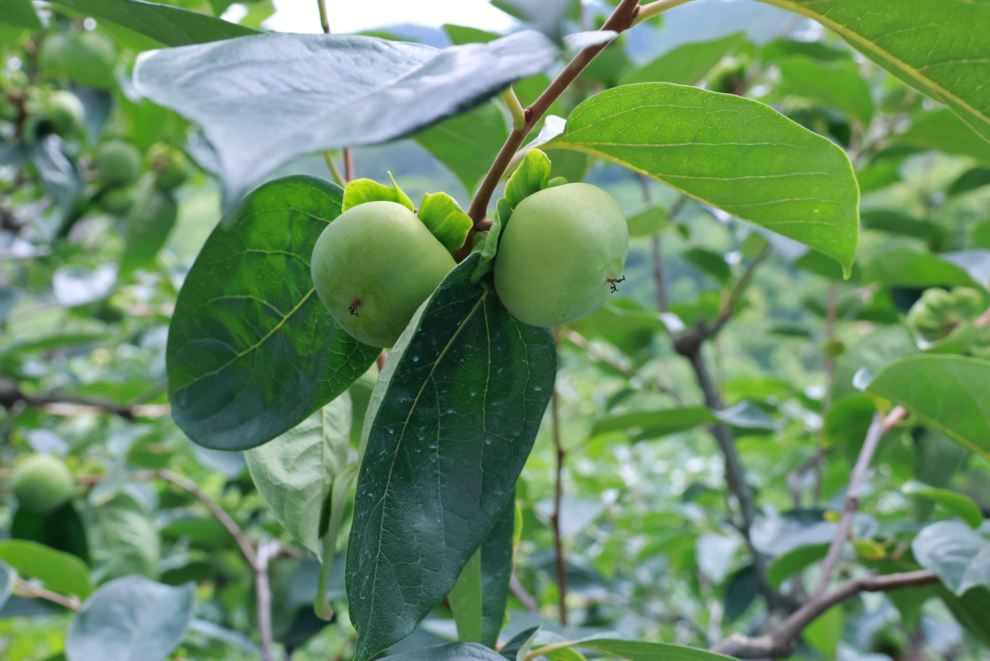 湖北学子三下乡:柿子产业铺就振兴路,乡村发展绽放新希望