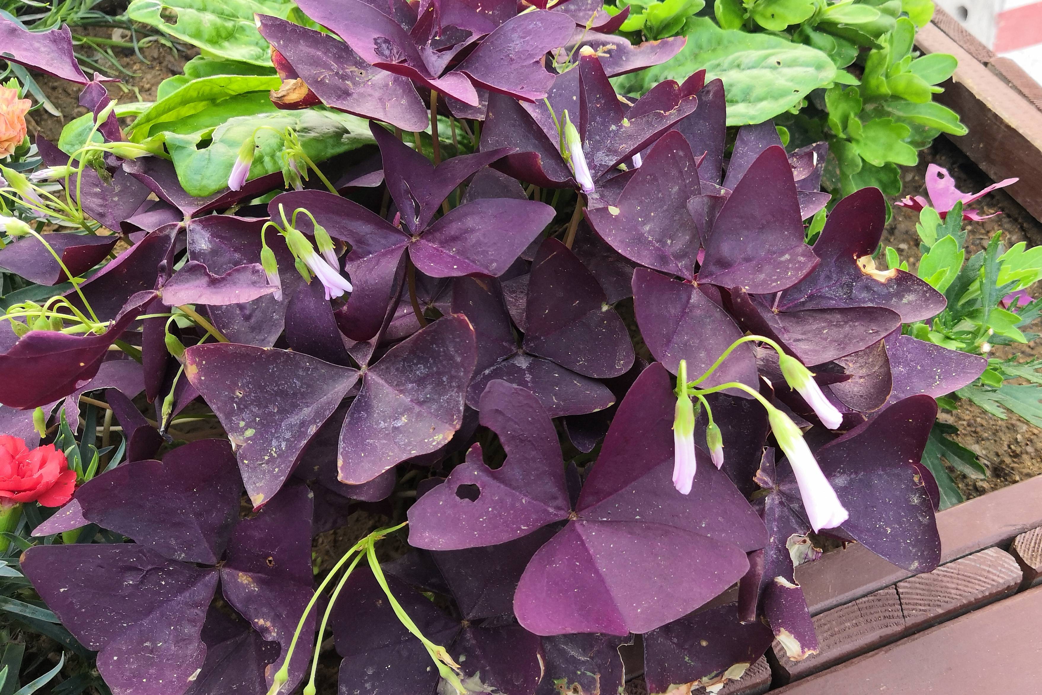 我见到的山东本土植物和园林栽培植物(499)三角紫叶酢浆草