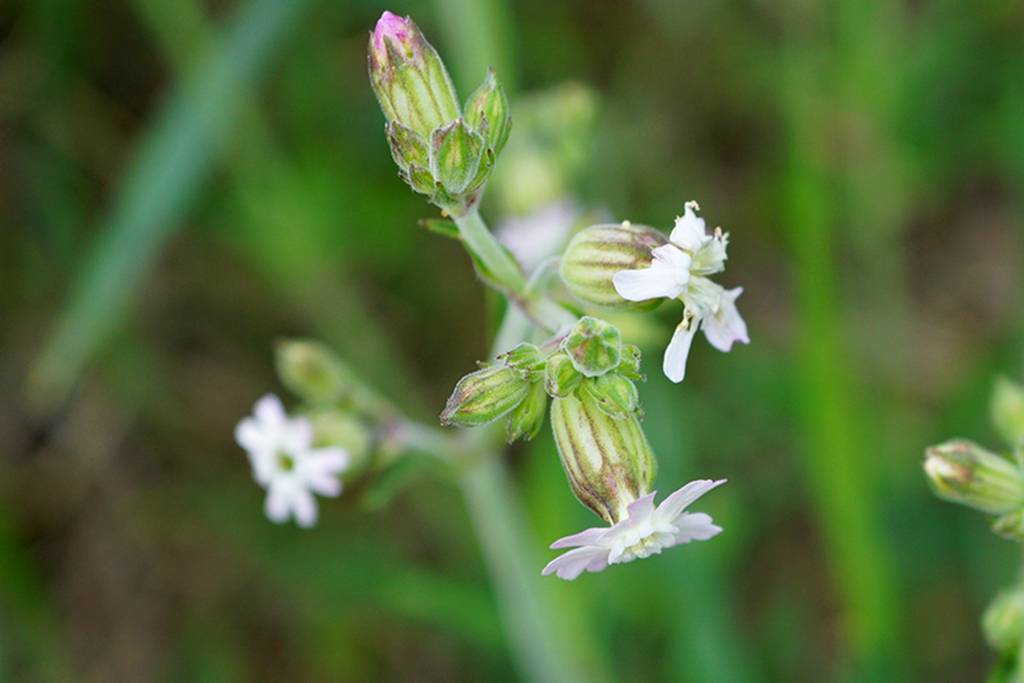 我见到的山东本土植物和园林栽培植物(509)女娄菜