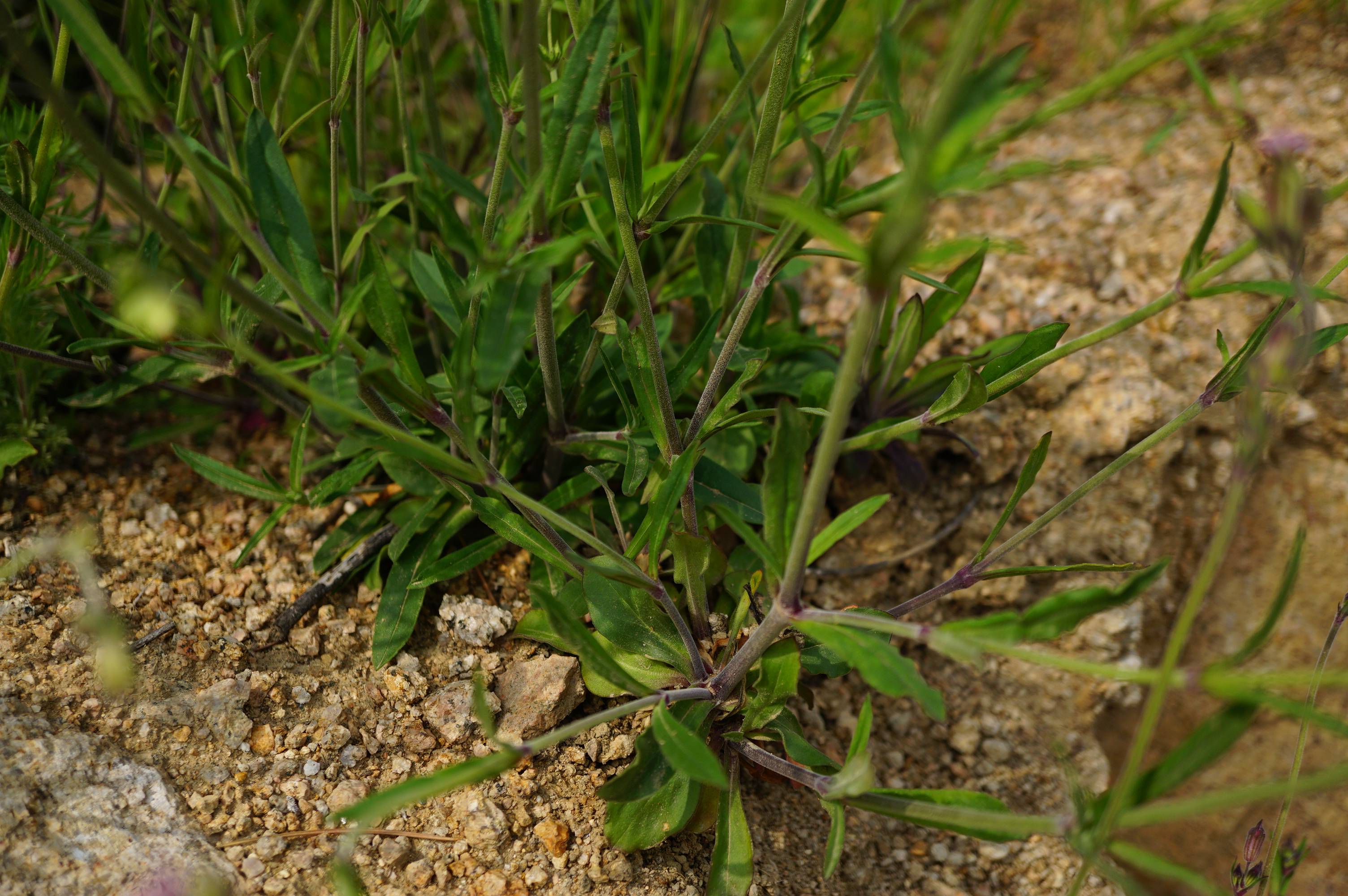 我见到的山东本土植物和园林栽培植物(509)女娄菜