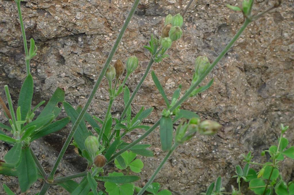 我见到的山东本土植物和园林栽培植物(509)女娄菜