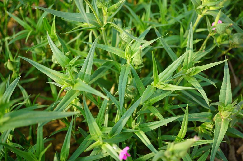 我见到的山东本土植物和园林栽培植物(515)麦瓶草