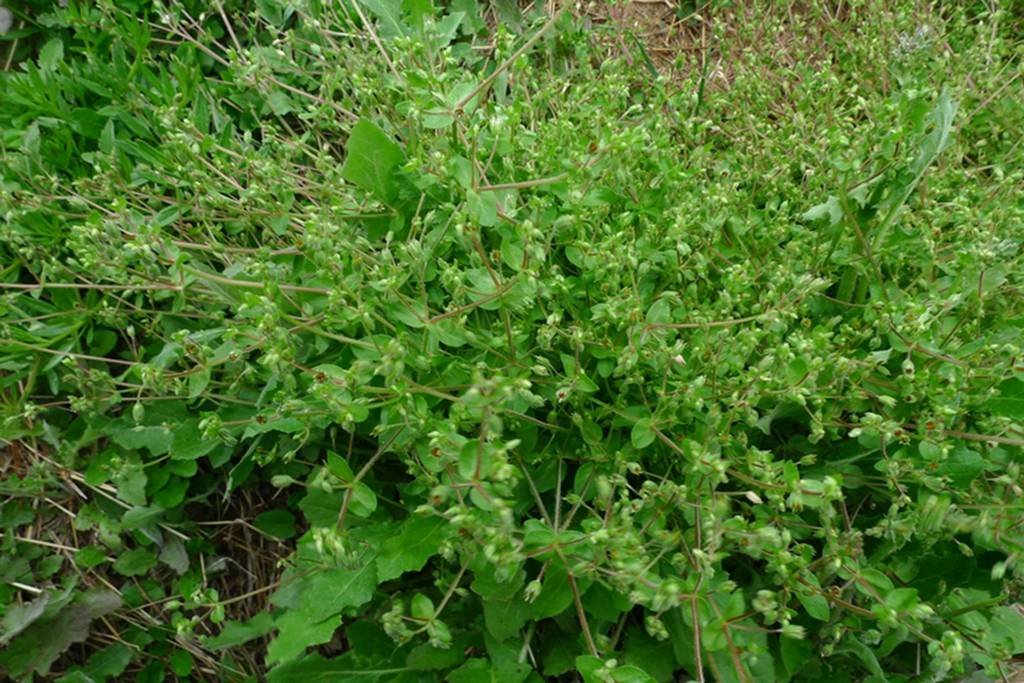 我见到的山东本土植物和园林栽培植物