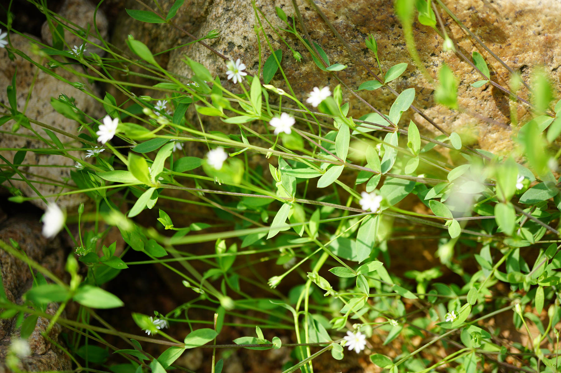 我见到的山东本土植物和园林栽培植物