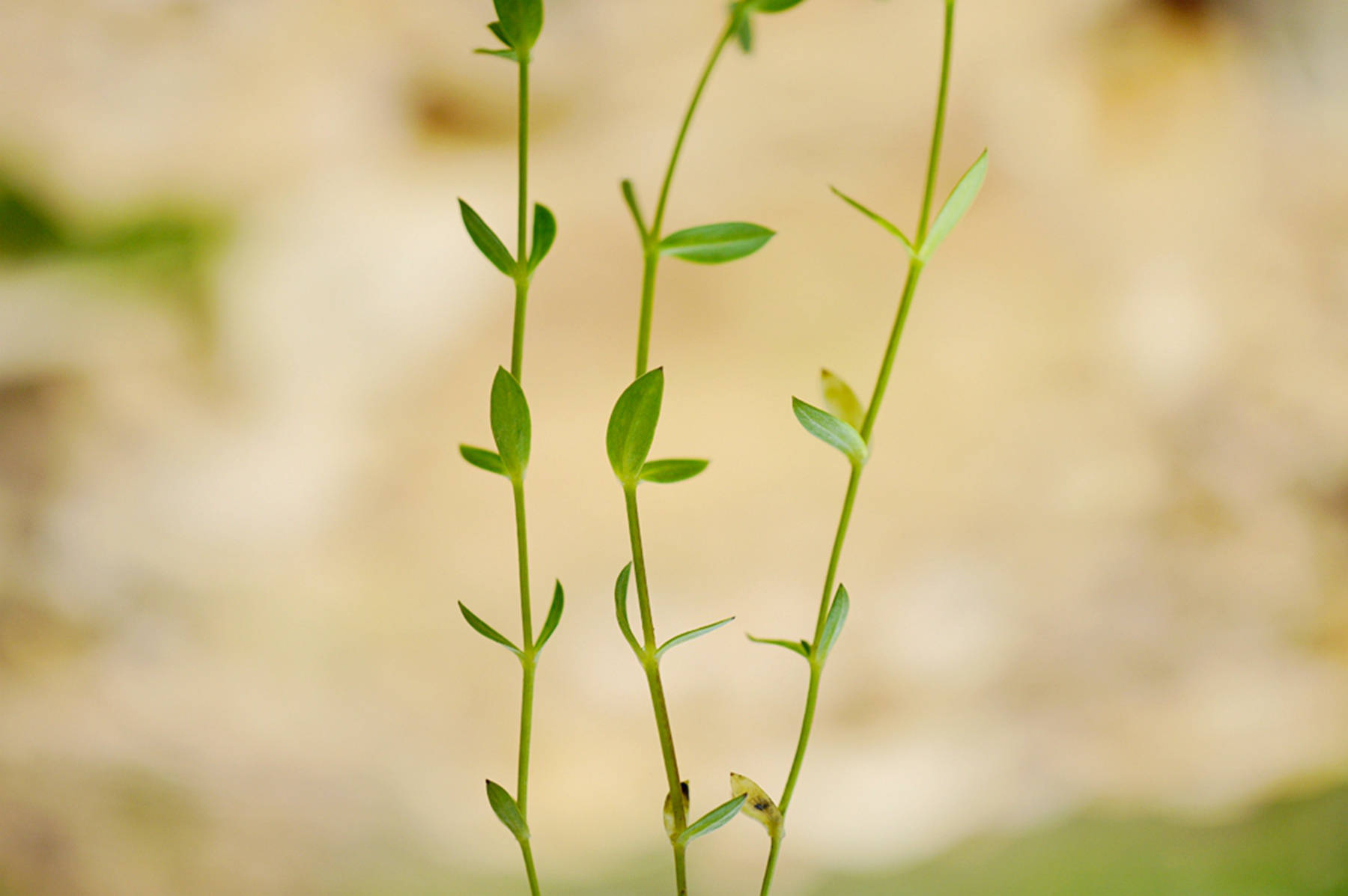 我见到的山东本土植物和园林栽培植物(523)雀舌草