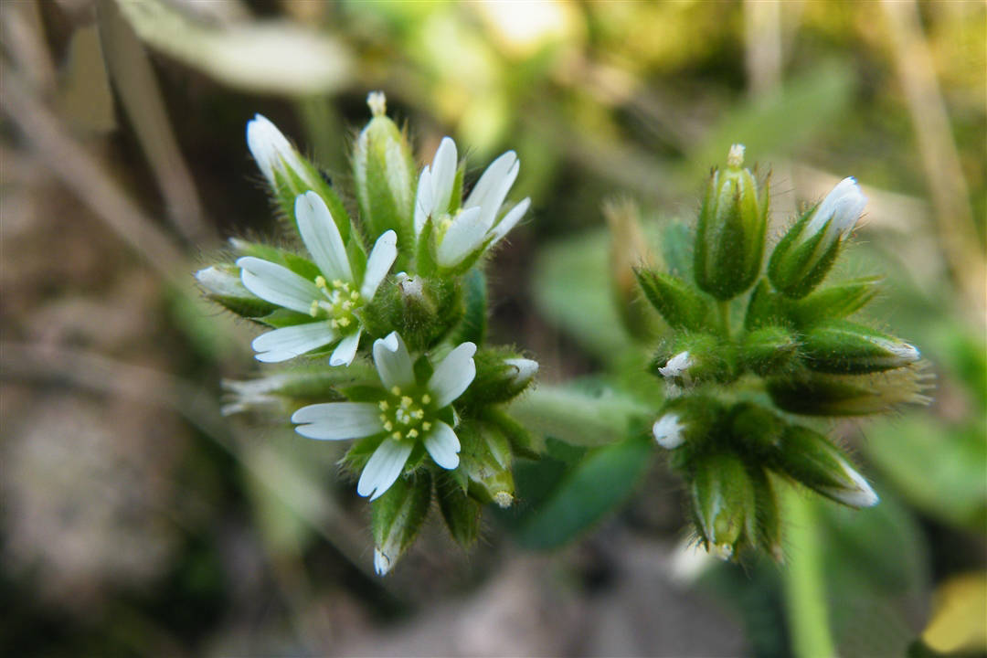 我见到的山东本土植物和园林栽培植物(526)球序卷耳