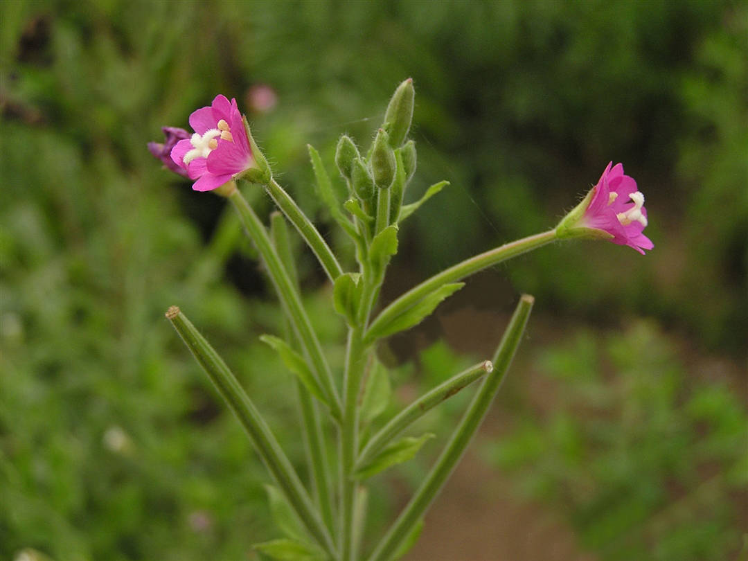 小花柳叶菜图片