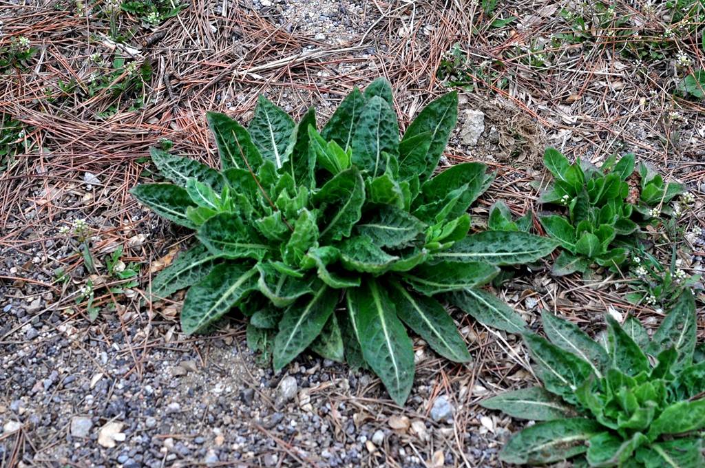 我见到的山东本土植物和园林栽培植物(536)小花山桃草