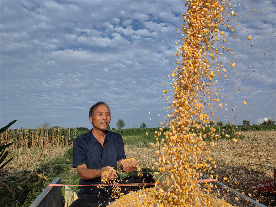 葛支书家的"早"玉米收的"晚"
