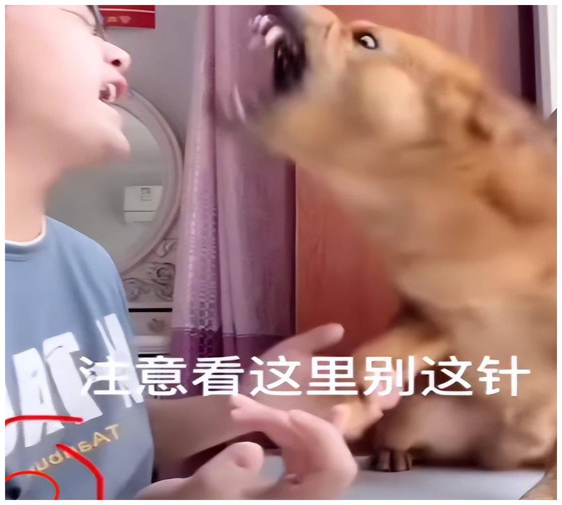 600万粉丝网红狗被虐,号主怒吼号没了就杀狗,网友:心疼狗子_小狗_表情