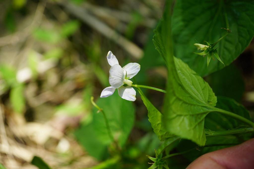 我见到的山东本土植物和园林栽培植物(550)鸡腿堇菜