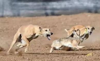 腊肠犬打猎兔子图片