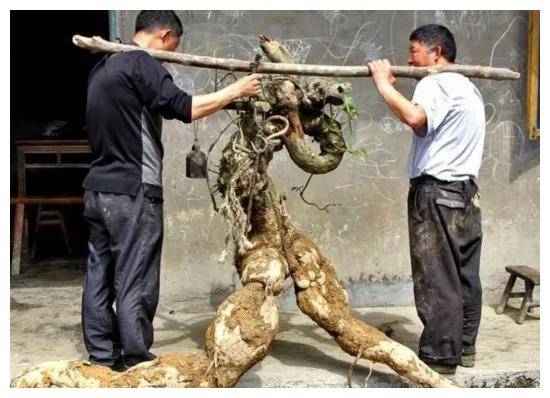 2016年村民在自家农田挖出250斤"树根",1个月后卖出200万