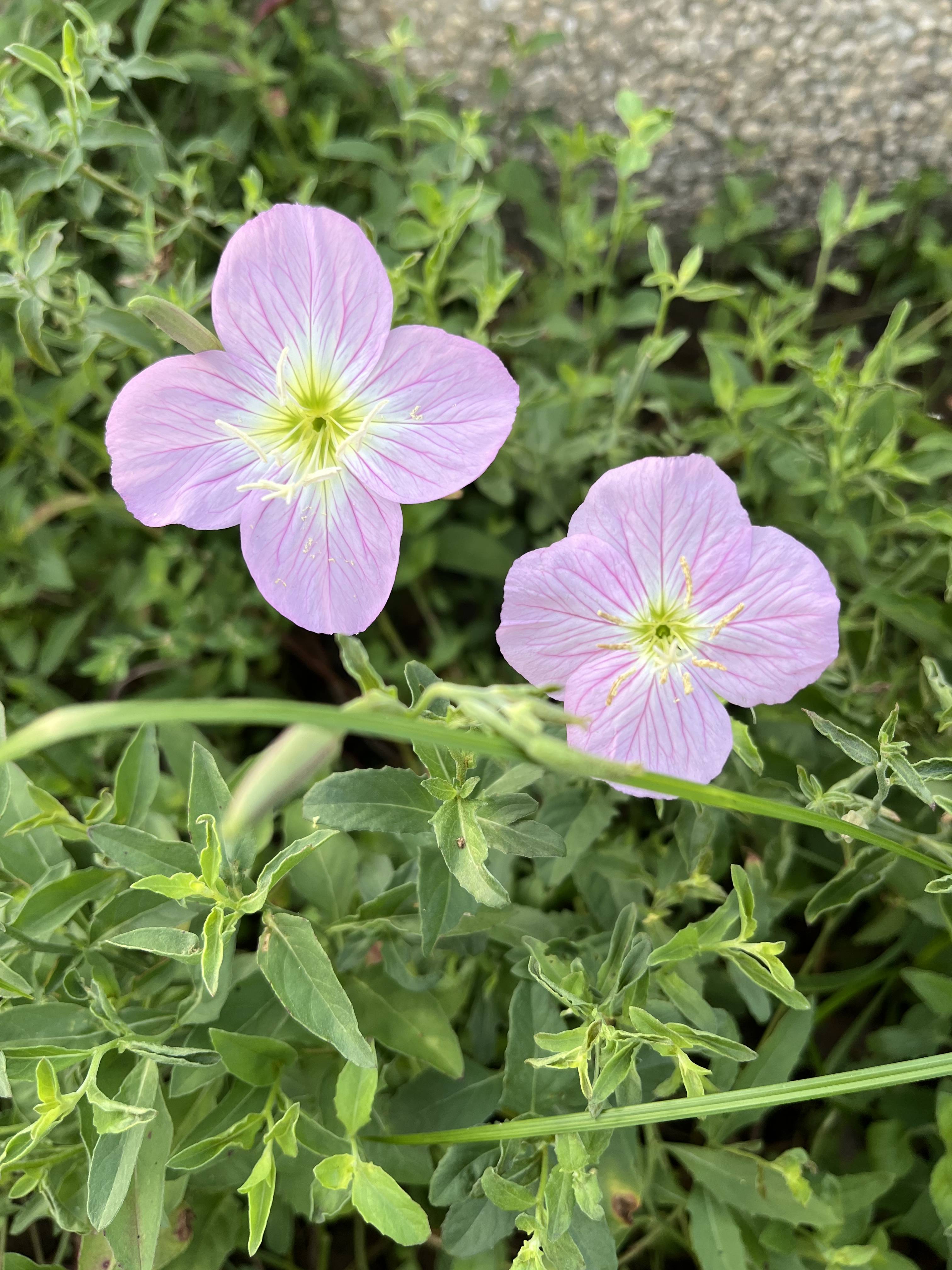 月见草图片 花语图片