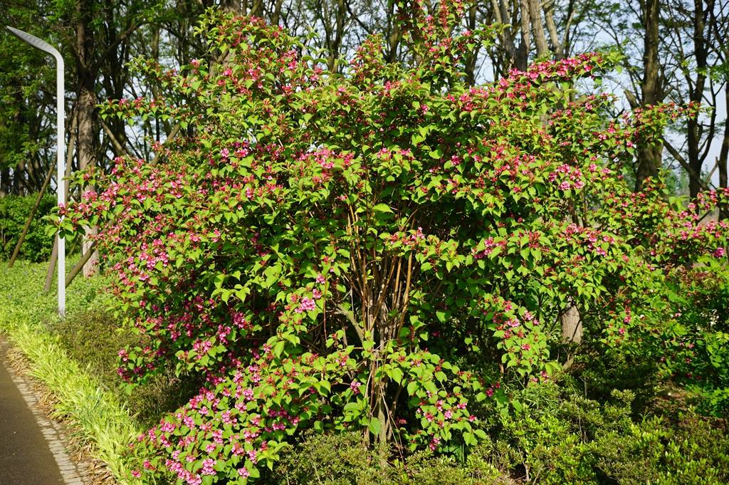 我见到的山东本土植物和园林栽培植物