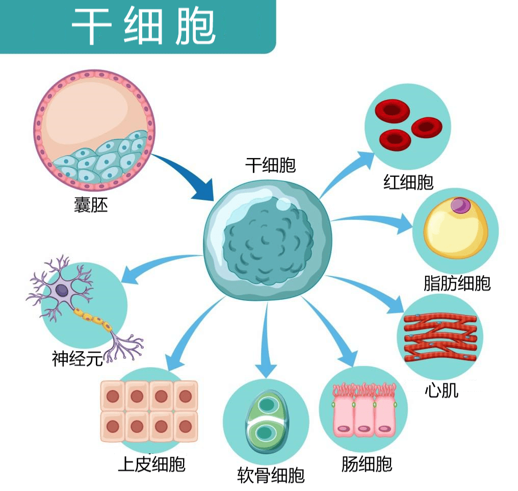 干细胞治疗艾滋病超5年无病毒:全球第七例!