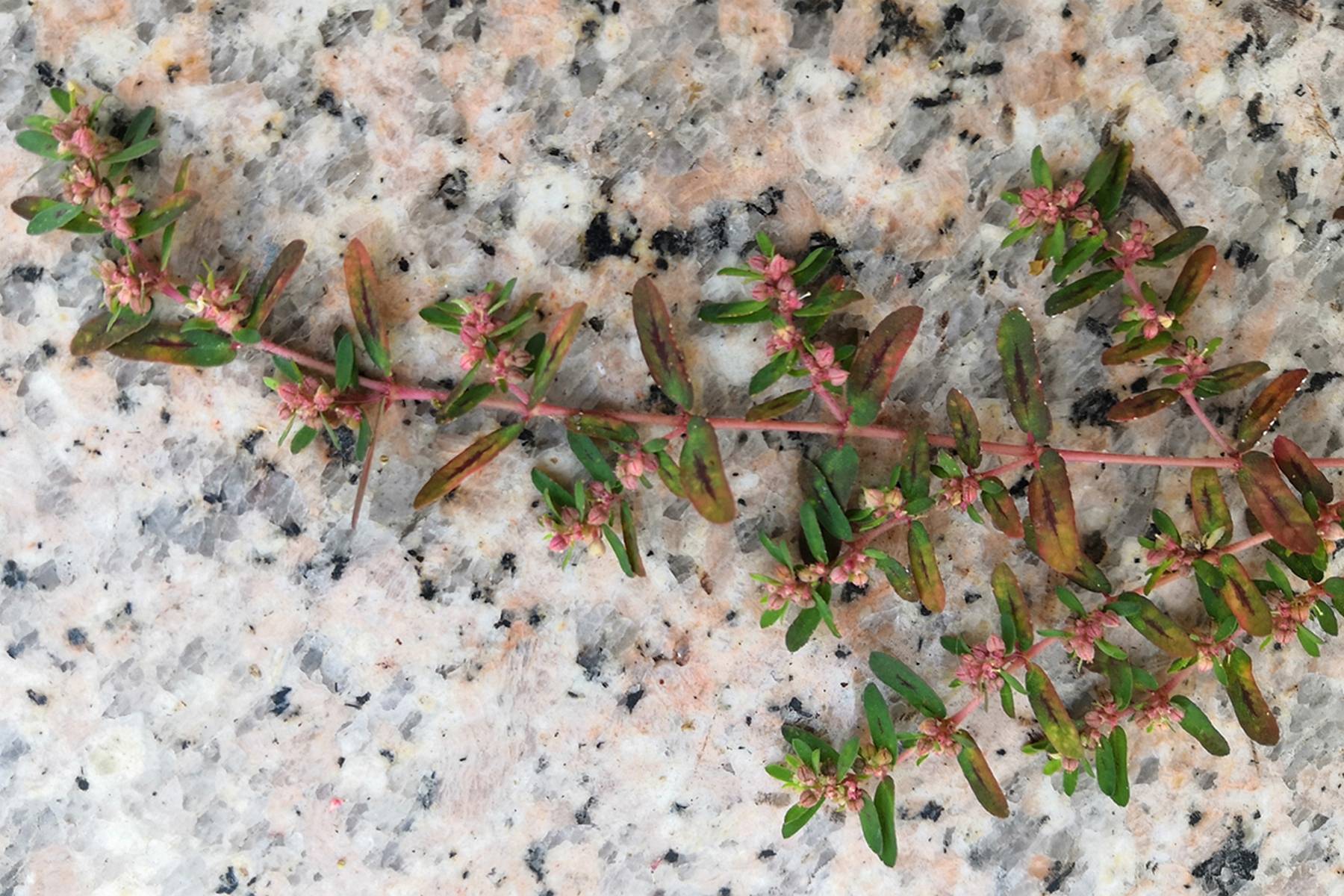 我见到的山东本土植物和园林栽培植物