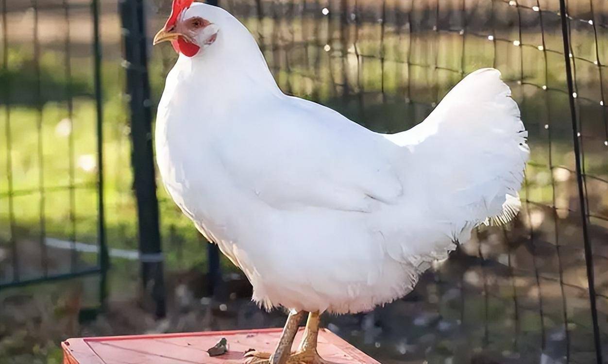 肉鸡_雏鸡_市场