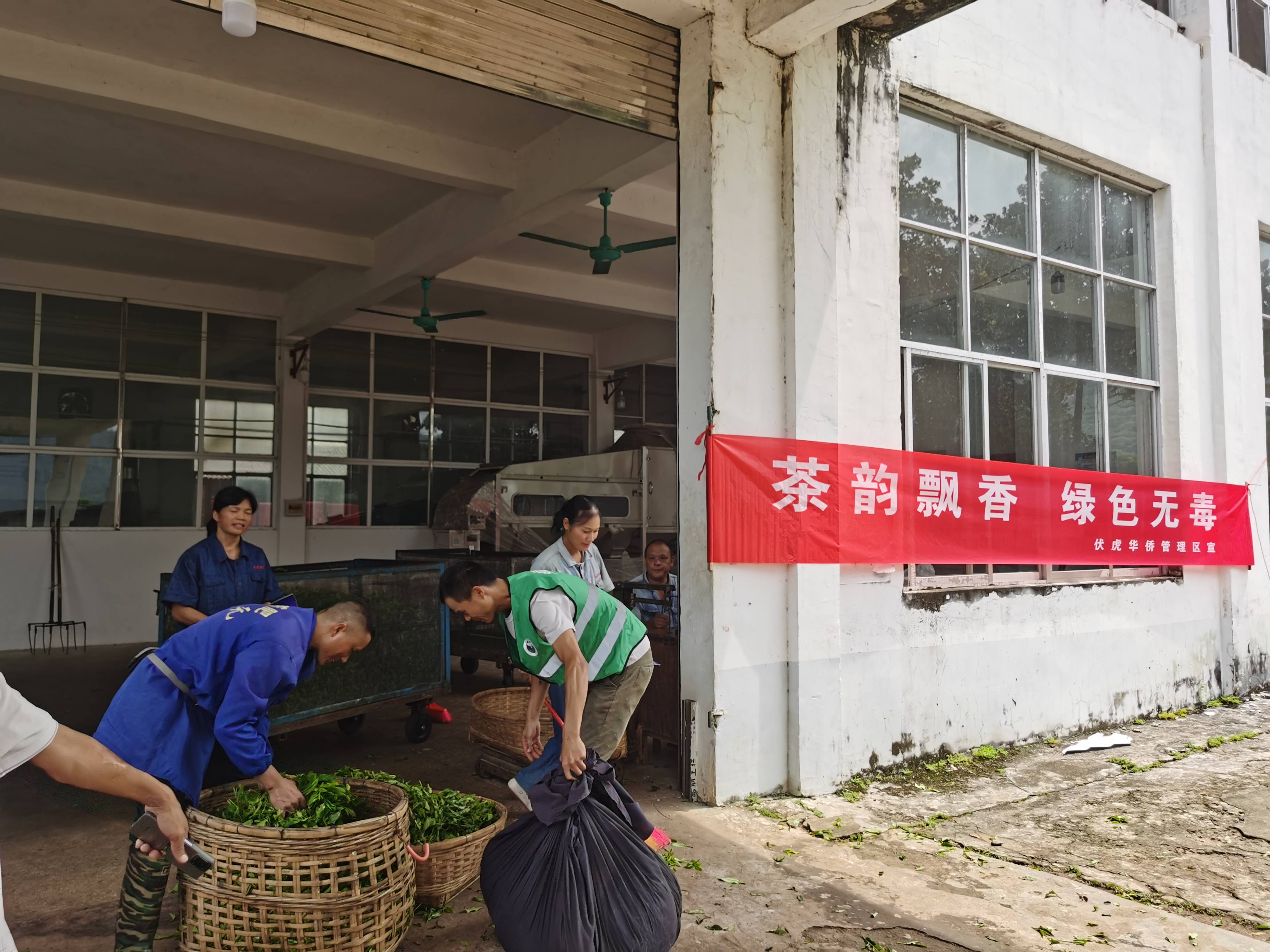 茶叶绿韵（绿韵是什么茶） 茶叶绿韵（绿韵是什么茶）《绿韵茶叶有限公司》 茶叶资讯