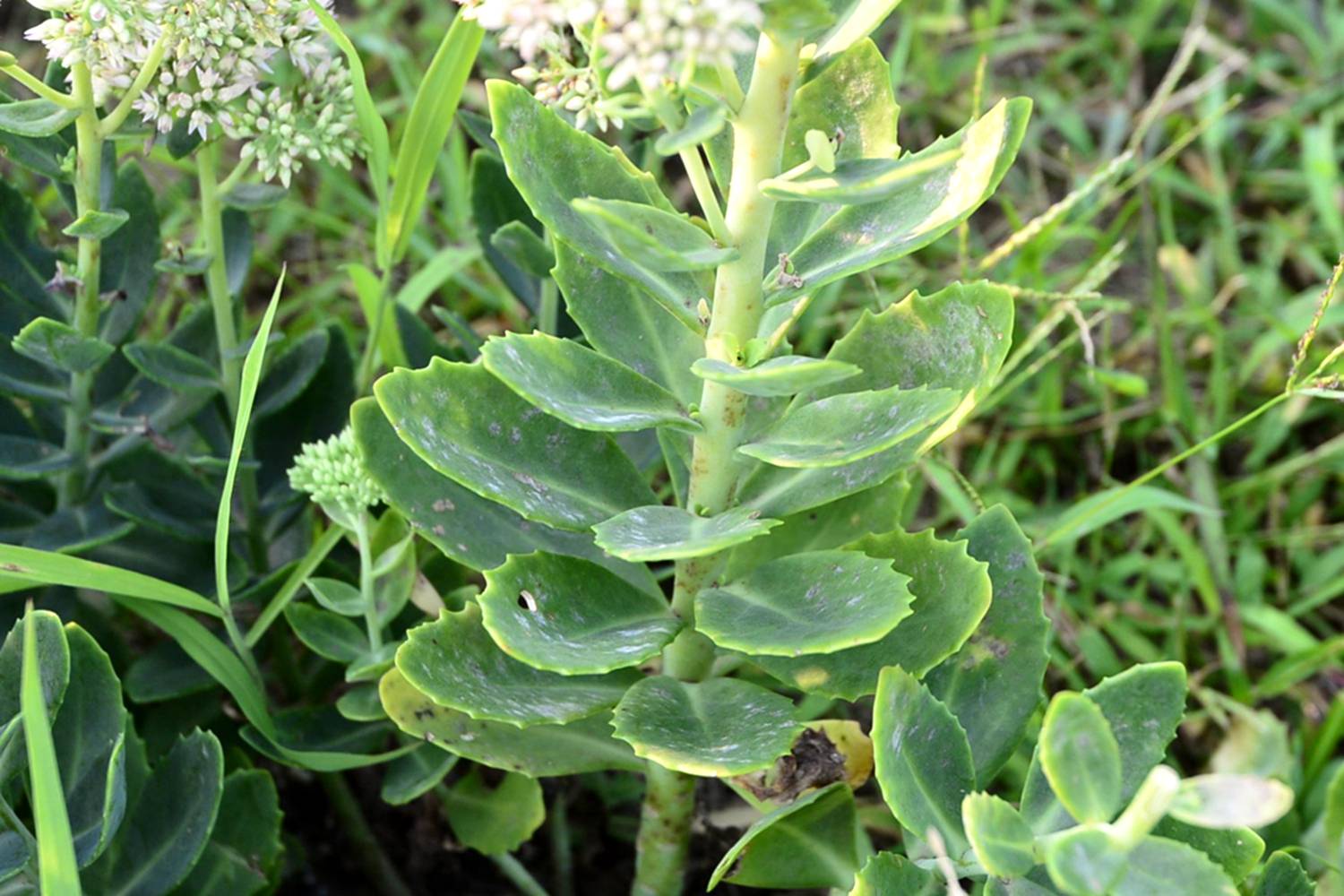 植物八宝图片大全图片