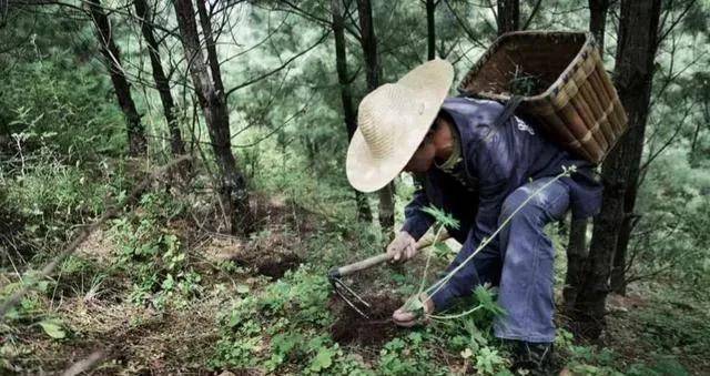 村民深山采药发现飞机残骸,里面还有人类骸骨,揭开一宗历史悬案_蒋军