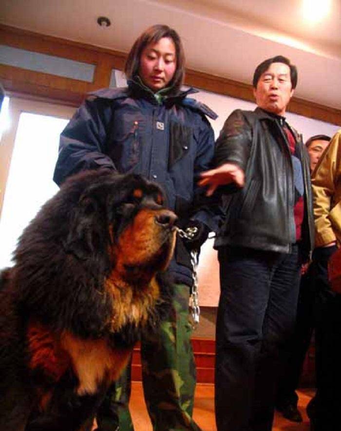 凭借着名气加持,马俊仁训练的藏獒以高品质为宣传标语,远远超过了市面