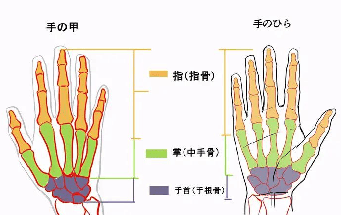 手骨口诀大小三角图片