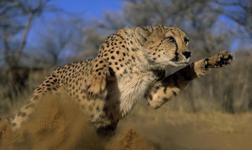 湖北19岁"女武松",空手打死2米的保护动物金钱豹,后来怎样了