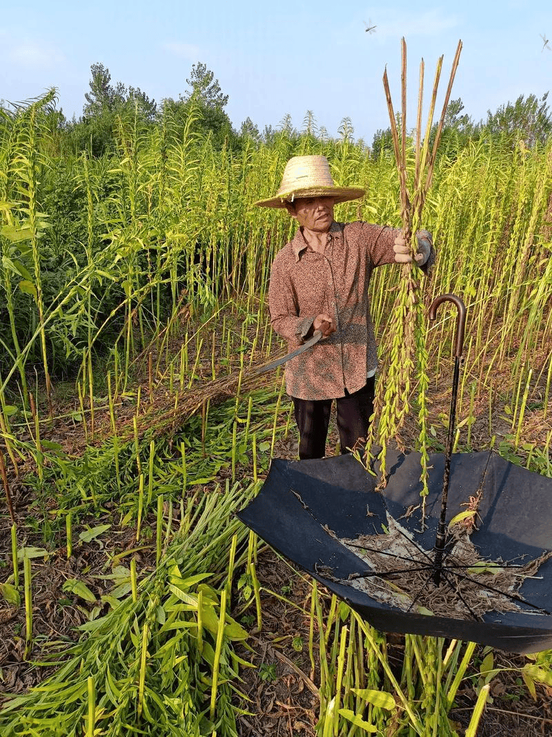 我见到的山东本土植物和园林栽培植物