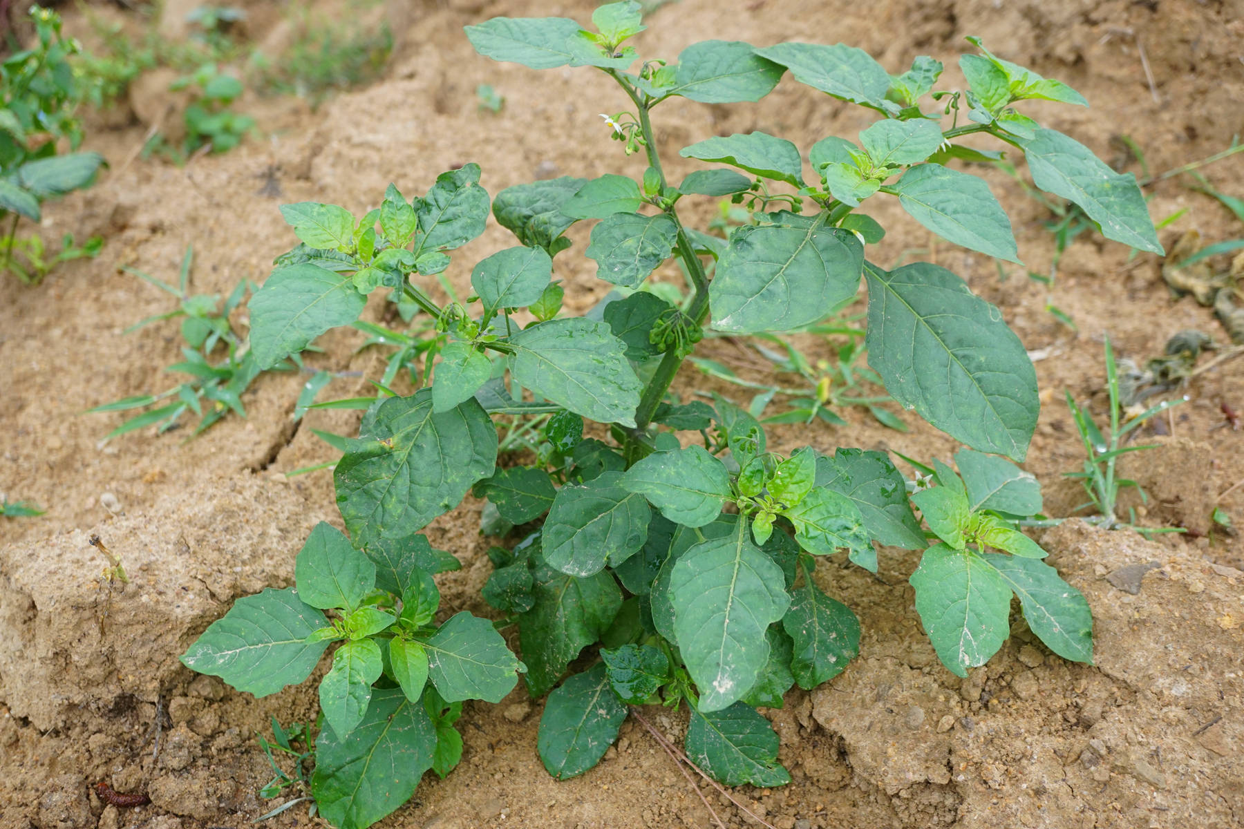 我见到的山东本土植物和园林栽培植物