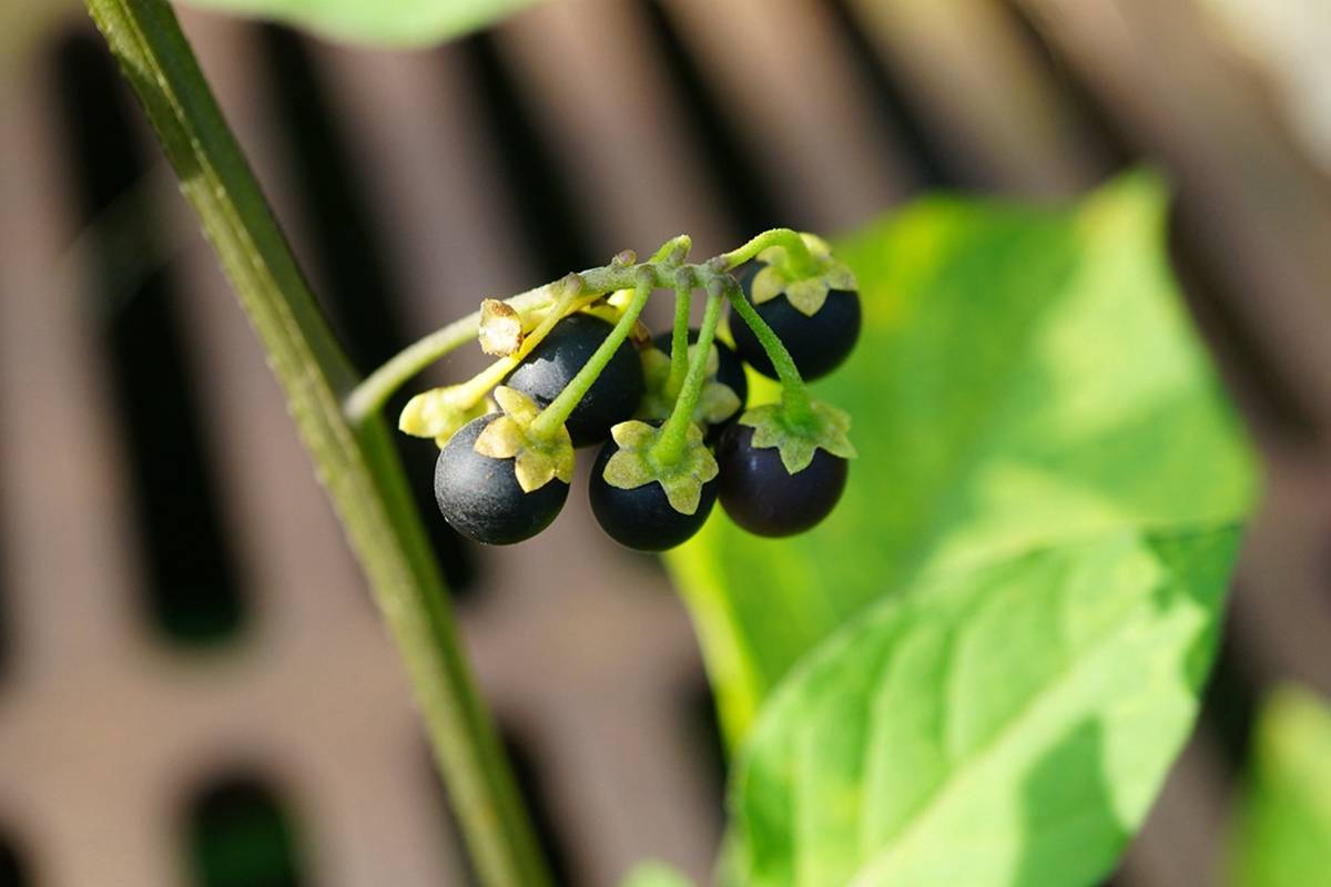 我见到的山东本土植物和园林栽培植物(635)龙葵