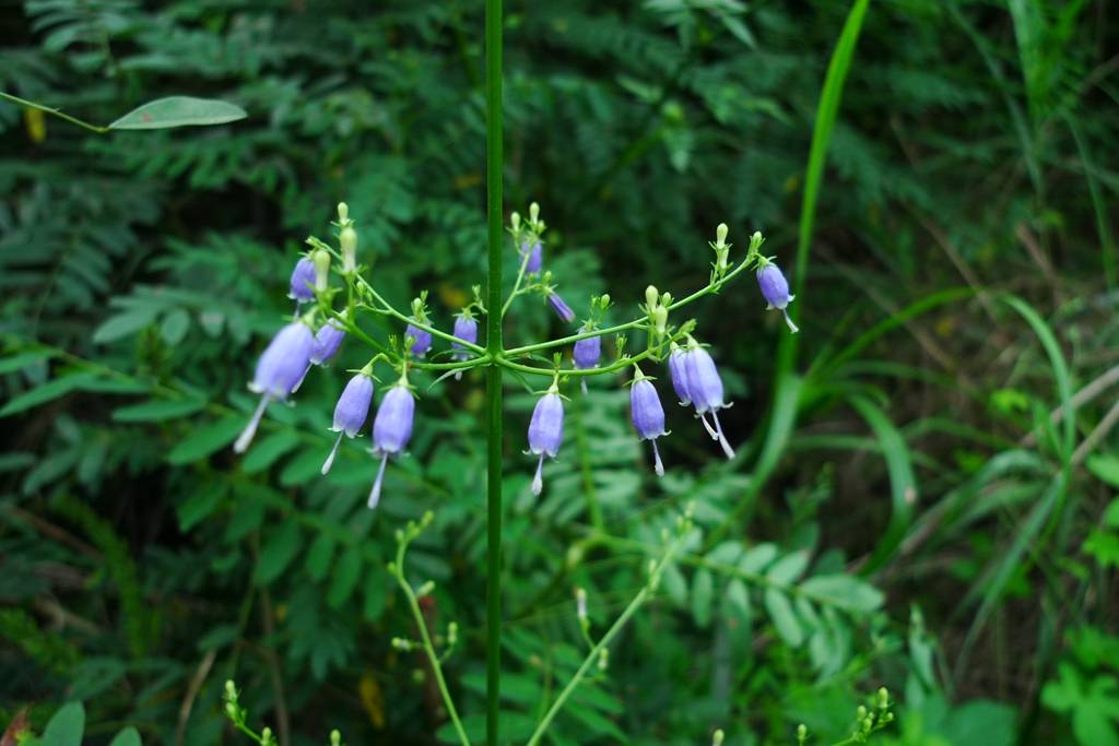 我见到的山东本土植物和园林栽培植物