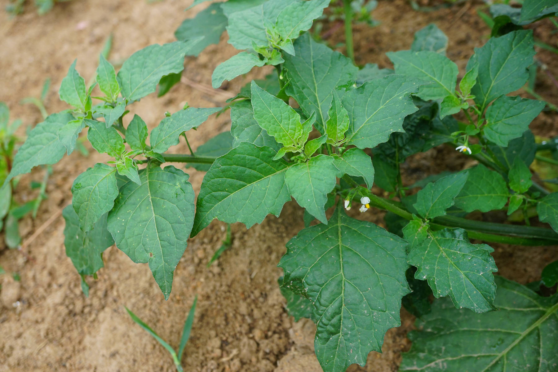 我见到的山东本土植物和园林栽培植物(635)龙葵