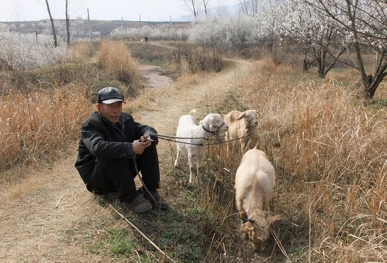 这些钱是蒋大爷这一年来给村头老李家放羊得到的,蒋元文一向都很高调