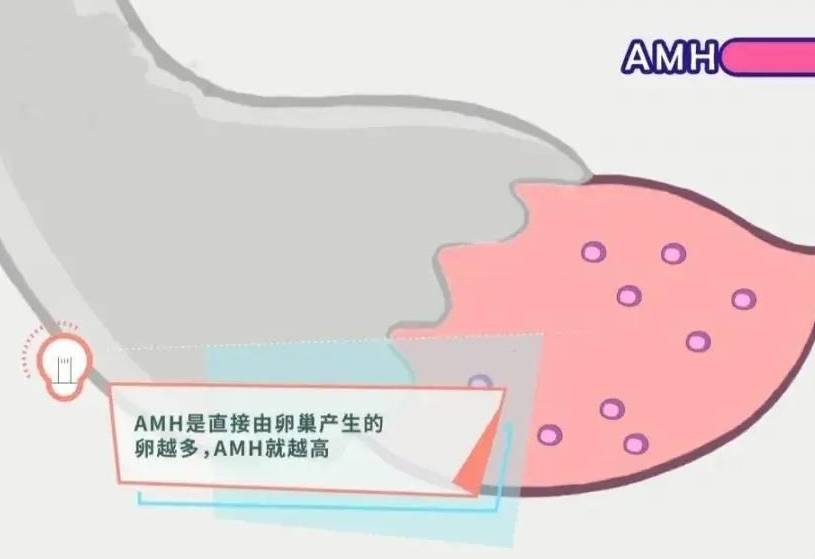 amh值低可以怀孕吗？怎么办？