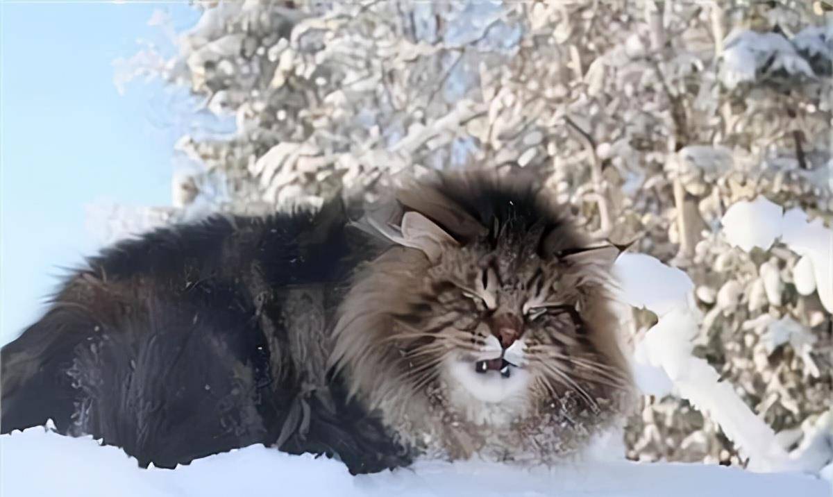 俄罗斯帝国:哥萨克们,为了西伯利亚,请一路向东