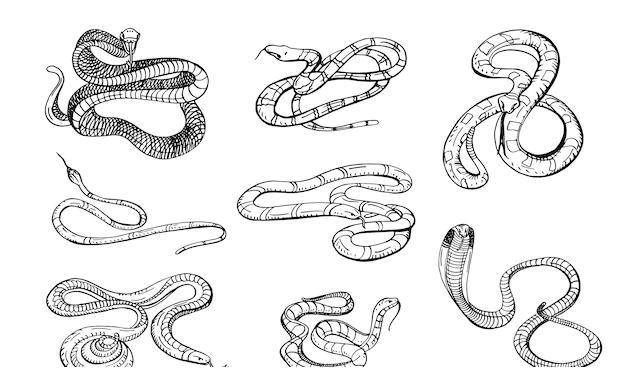 2条蛇偷鸡不成反被困,被救时遭鸡鸭嘲讽围观,为啥不直接打死?